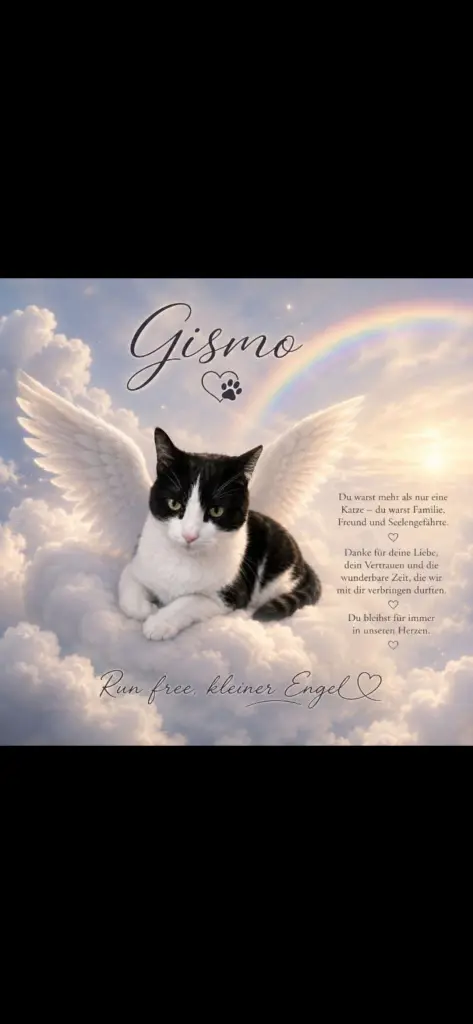 Bild von Gismo