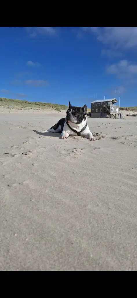 Image from Balou