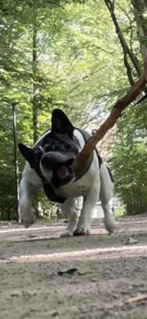 Image from Balou