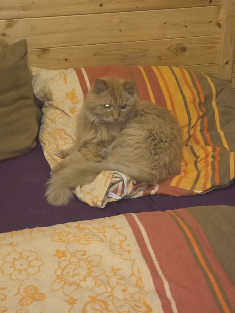 Bild von Mogli