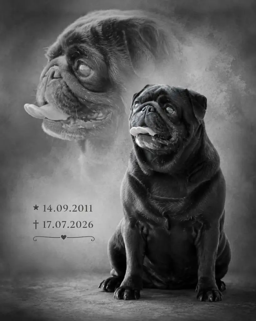 Bild von Frodo