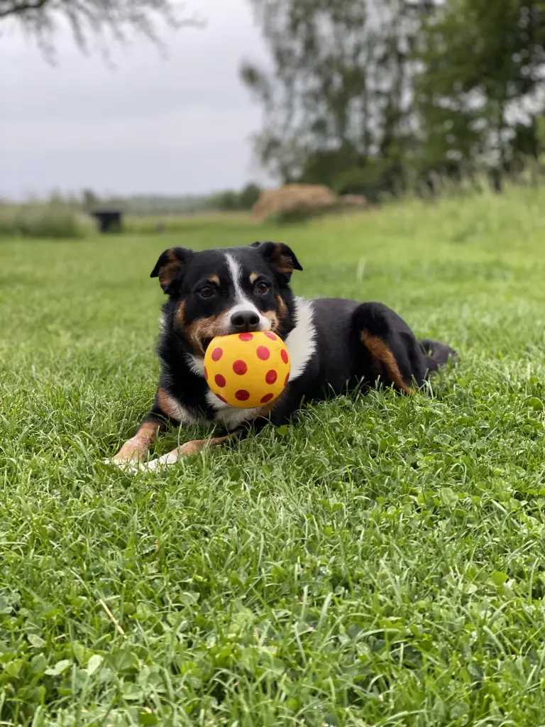 Bild von Apollo