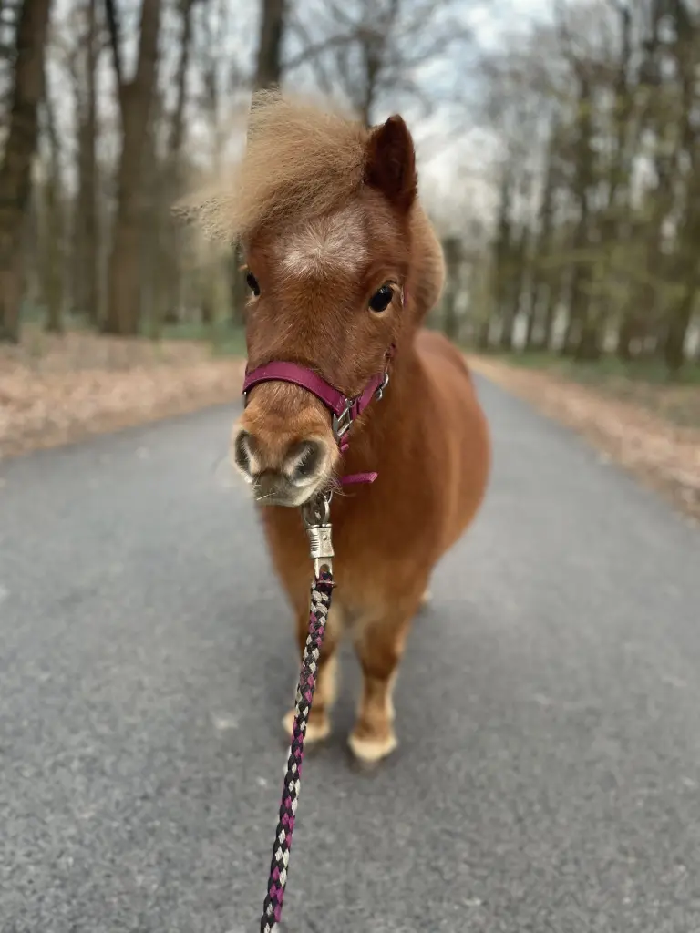 Bild von Lilli
