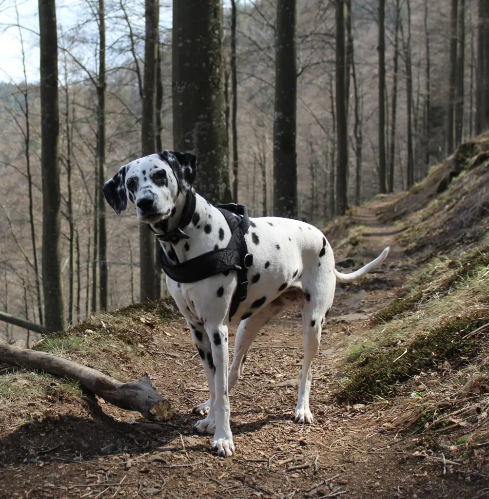 Andachtsbild von Rouven
