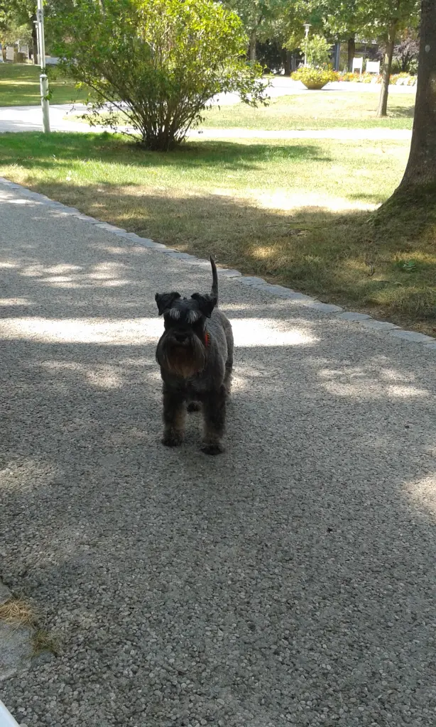 Bild von Benno
