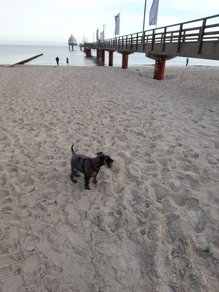 Bild von Benno