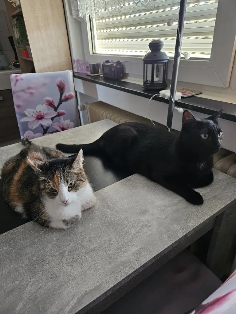 Prinzessin Bounty und Shadow