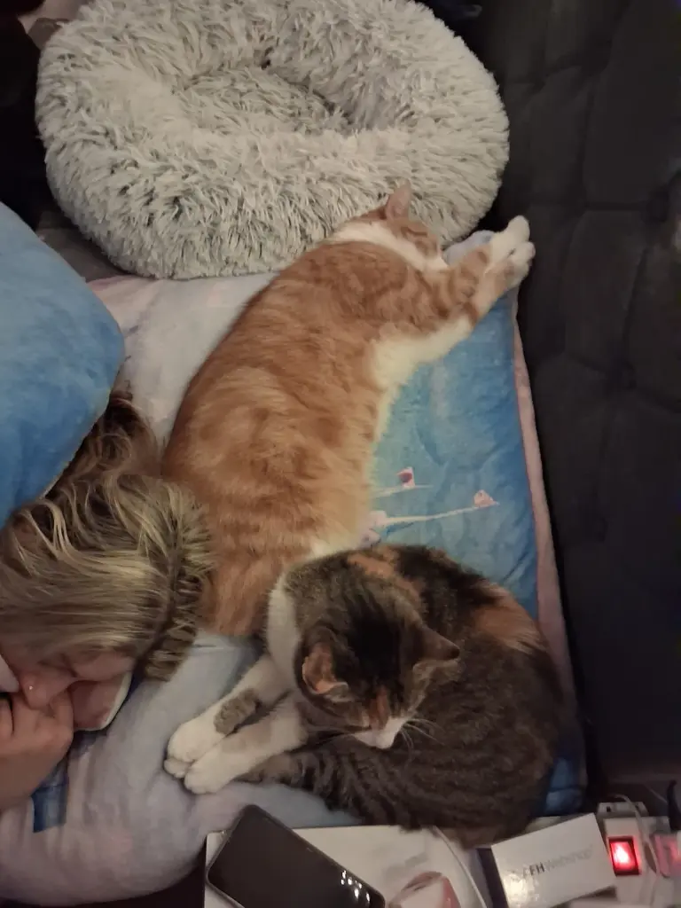 Meine 3 Babys. Wir denken an dich Schatz