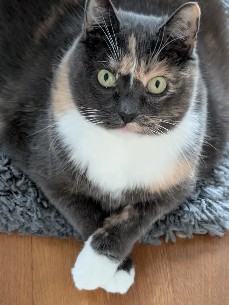 Bild von Lucy