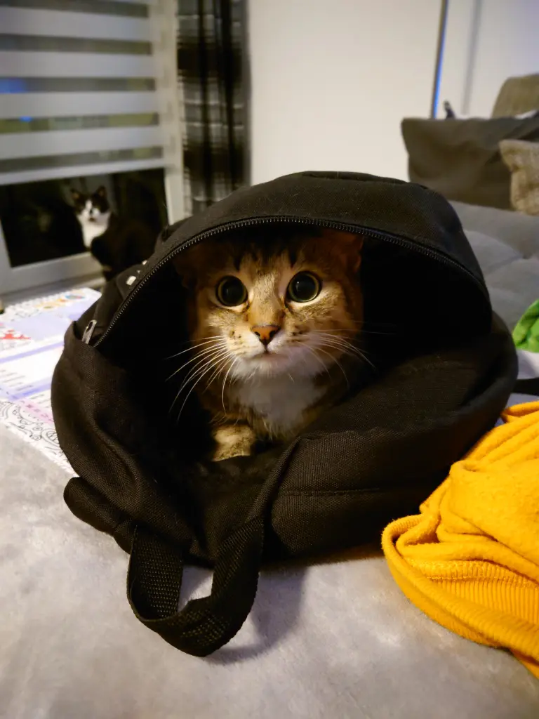 Image from Kitty