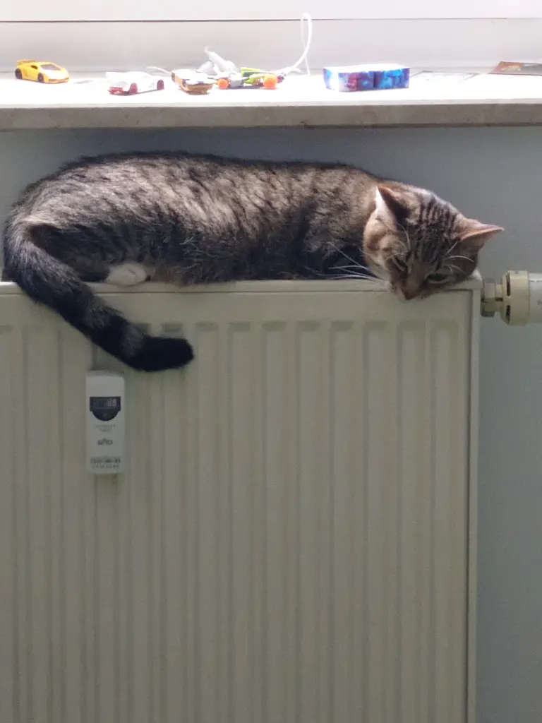 Image from Kitty