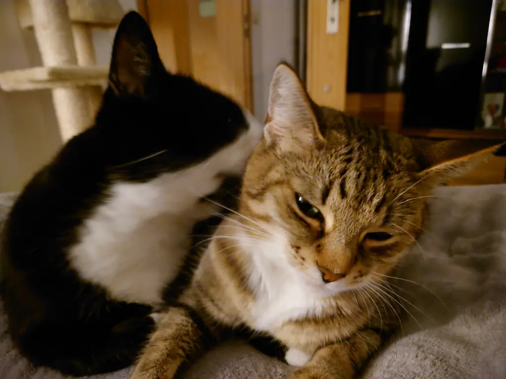 Image from Kitty