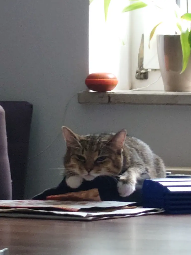 Image from Kitty