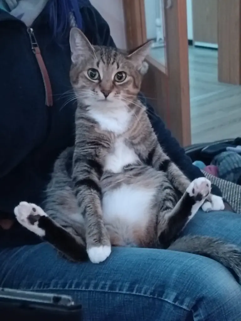 Image from Kitty