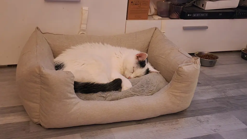 Bild von Schatzi