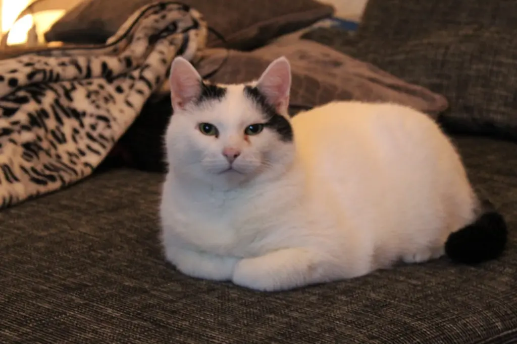 Bild von Schatzi