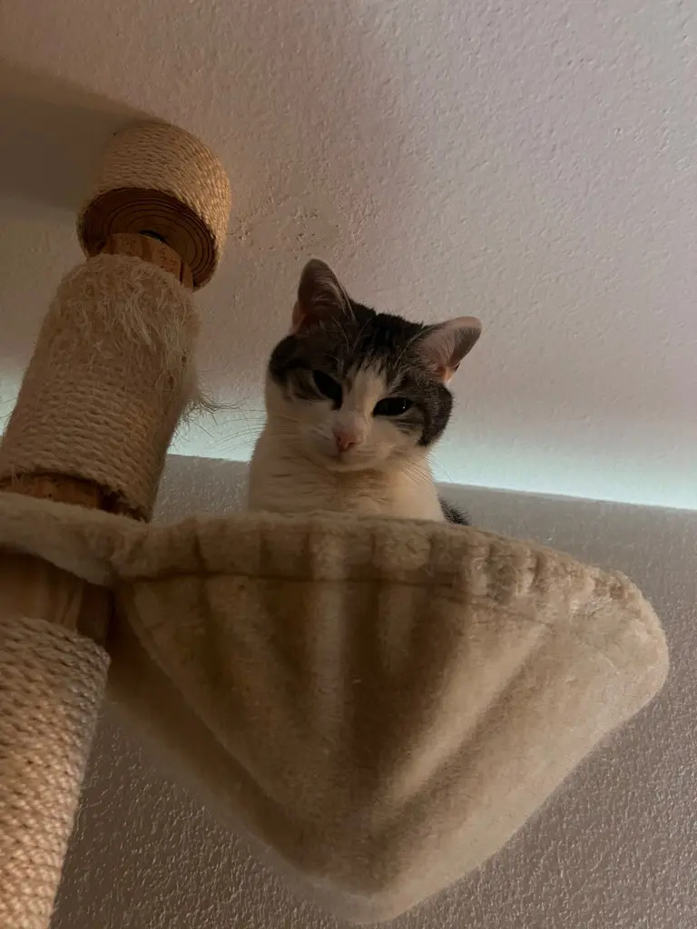 Bild von Coco