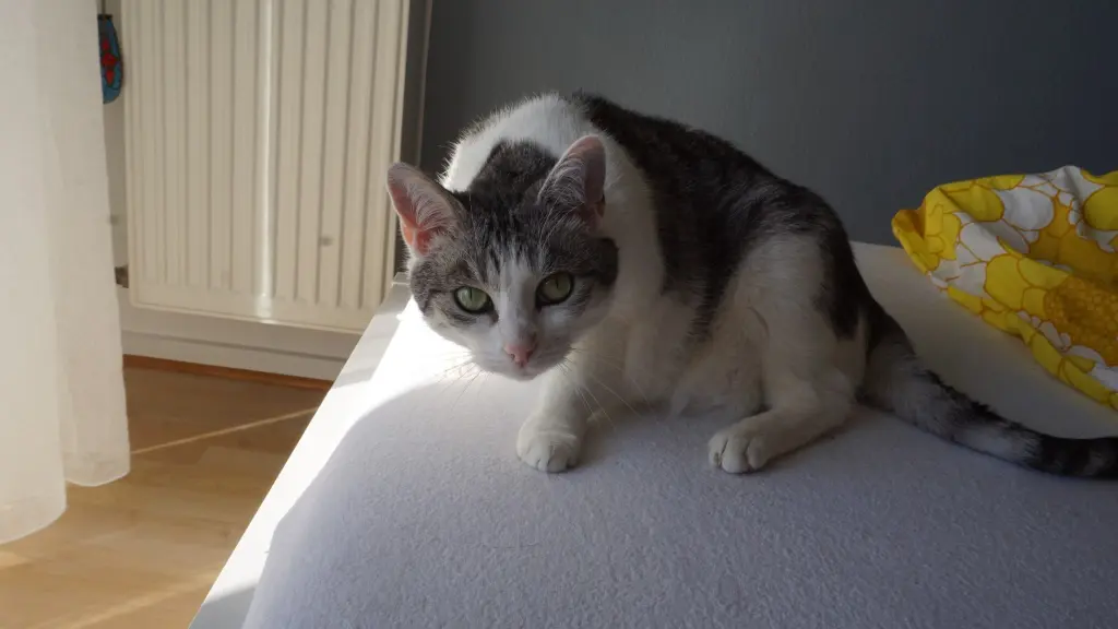 Bild von Coco