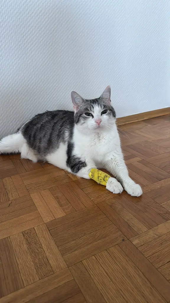 Bild von Coco
