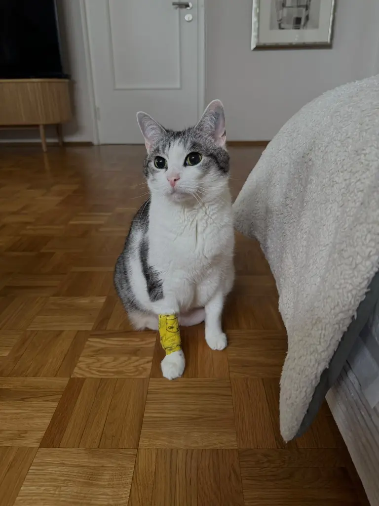 Bild von Coco