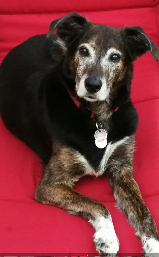 Der beste Hund der Welt