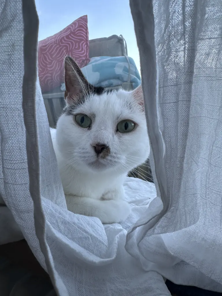 Bild von Luna
