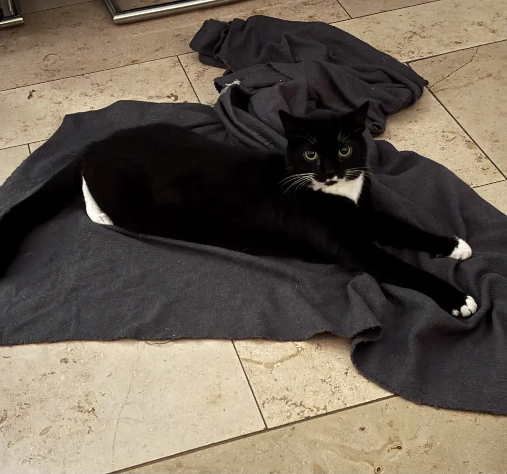 Bild von Lilly