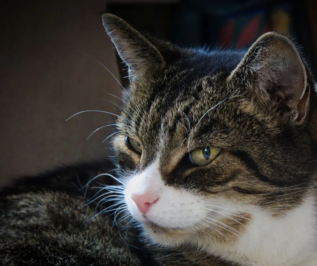 Bild von Lilly