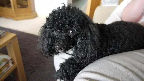 Image from Cintia ( Sternchen )