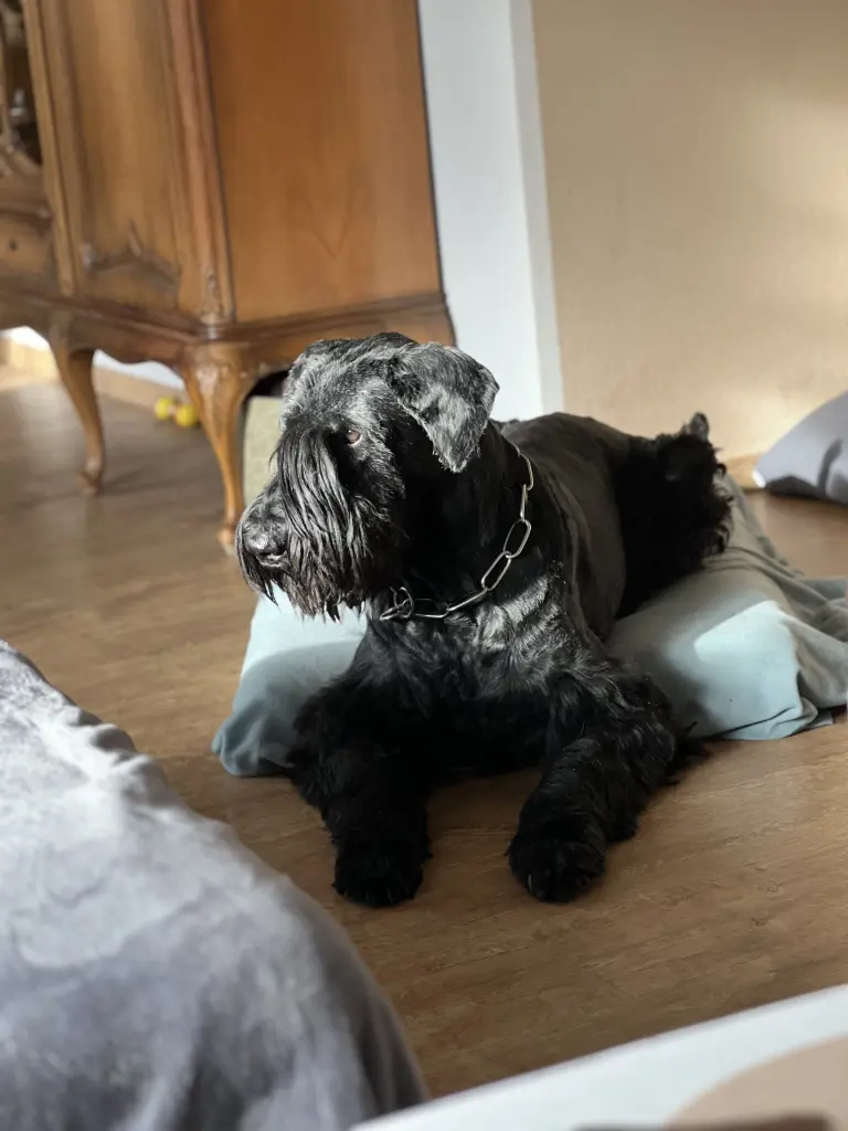Bild von Oskar