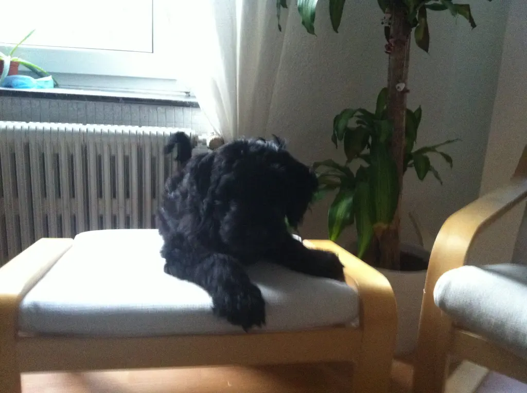 Bild von Oskar
