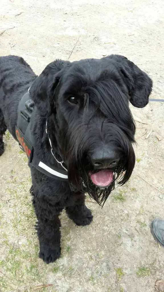 Bild von Oskar