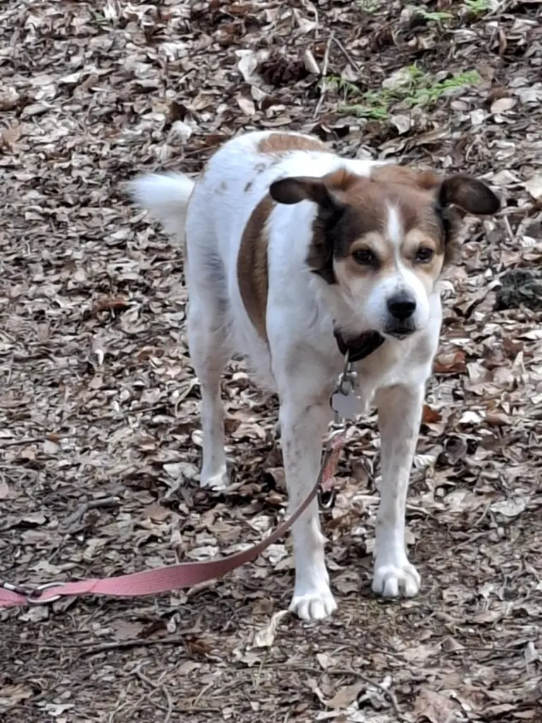 Bild von Kira-Pupsi