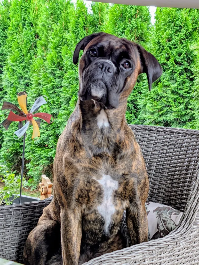 Bild von Buffy