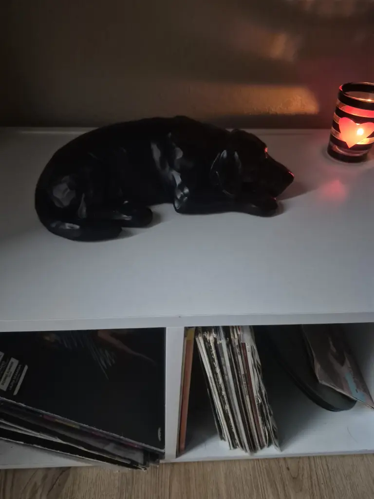 Labrador ❤️