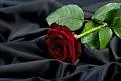 Condolence image of Tina 