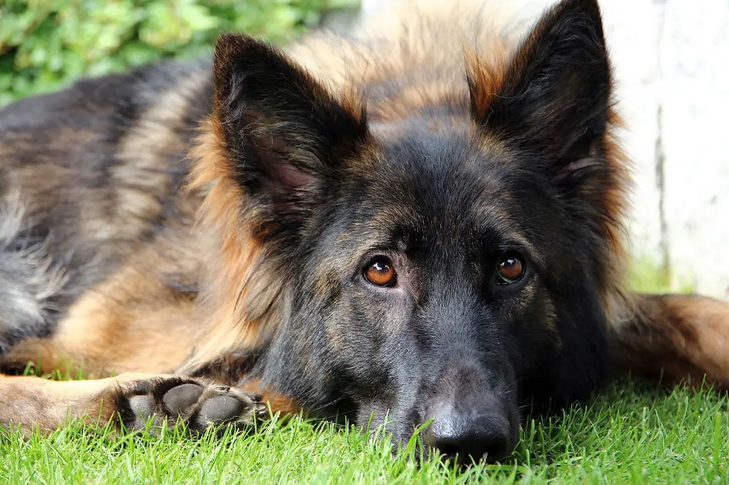 Bild von Toska