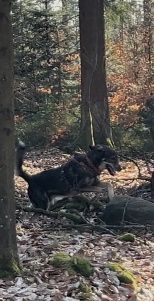 Bild von Sammy