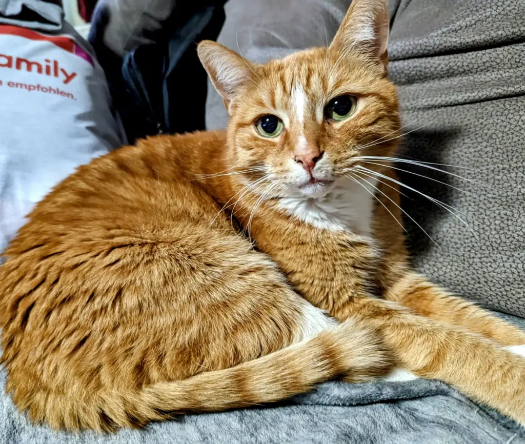 Bild von Simba