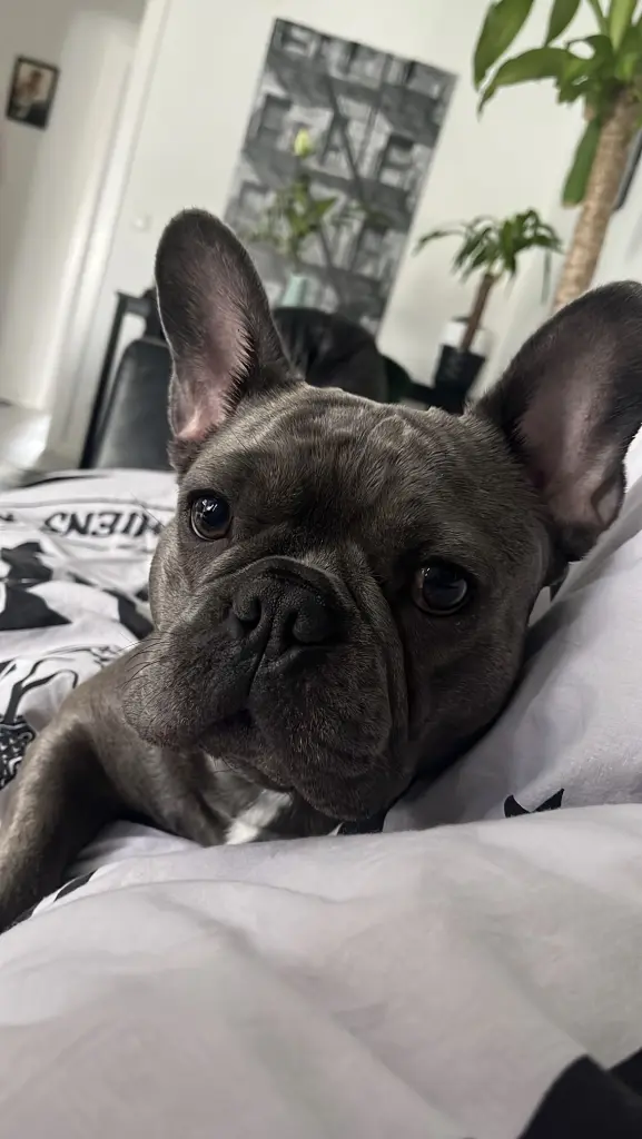 Bild von Kenzo