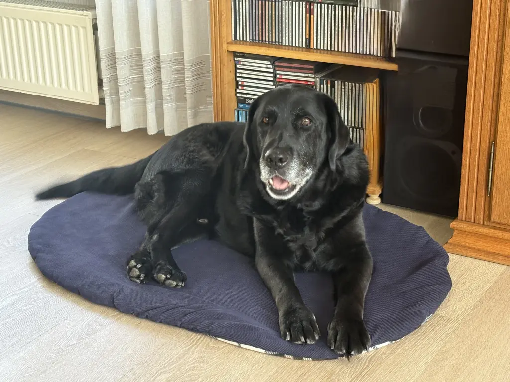 Bild von Bruno