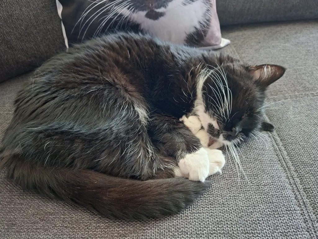 Bild von Minki