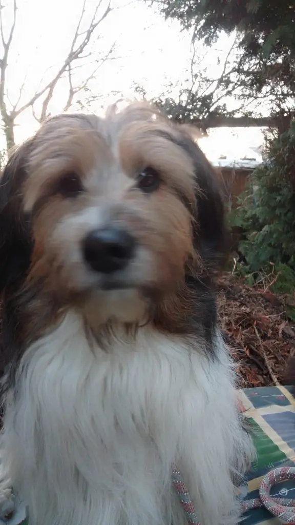 Bild von Pico
