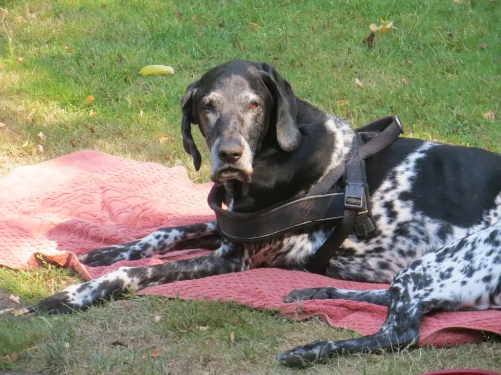 Bild von Benicio