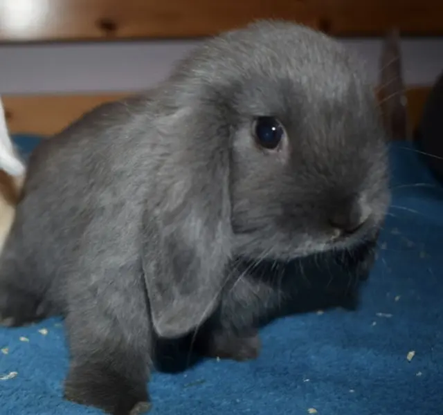 Bild von Eddie