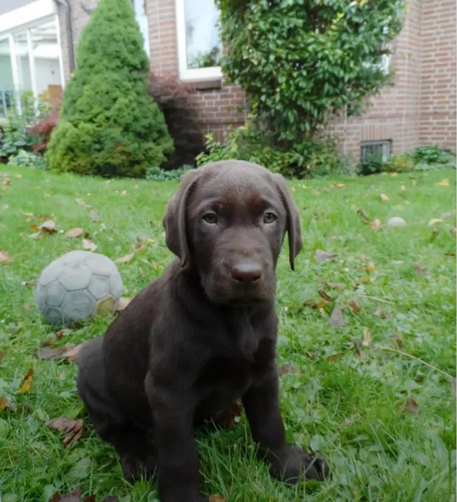 Bild von Odie