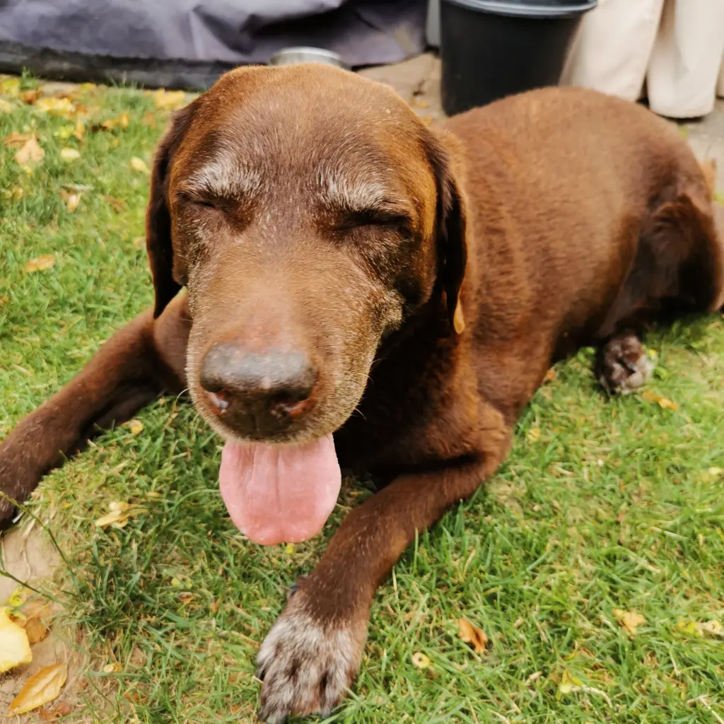 Bild von Odie