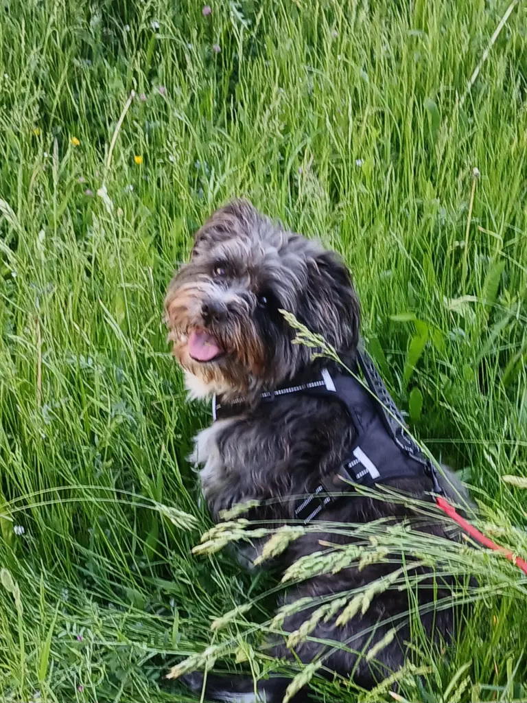 Bild von Jupi