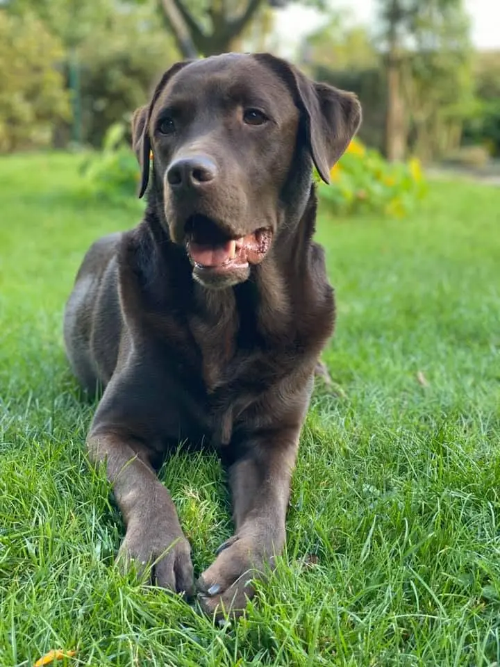 Bild von Bobby