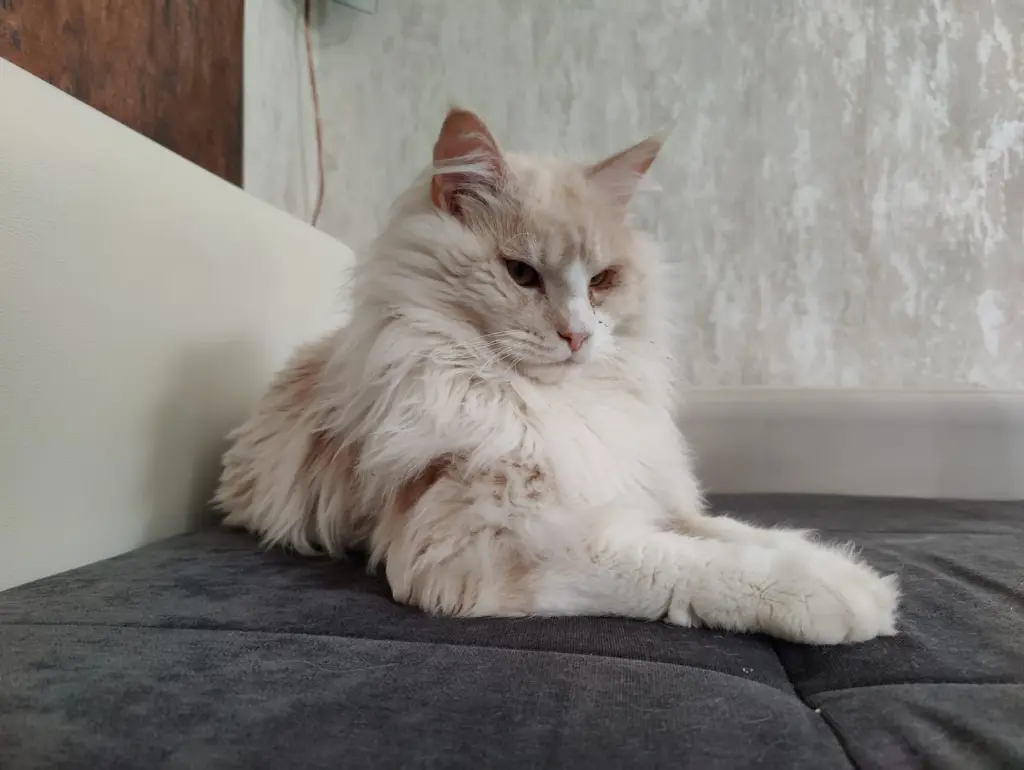 Bild von Reno